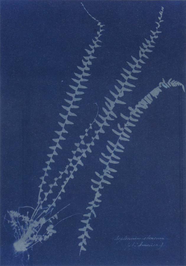 Anna Atkins Asplenium ebeneum